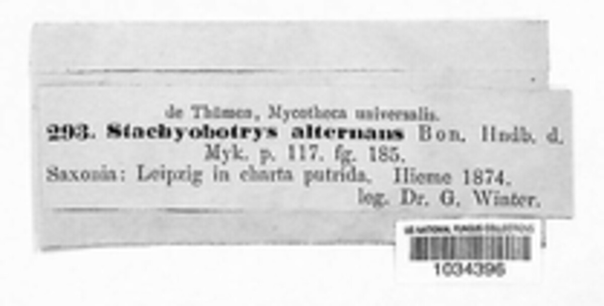 Stachybotrys image